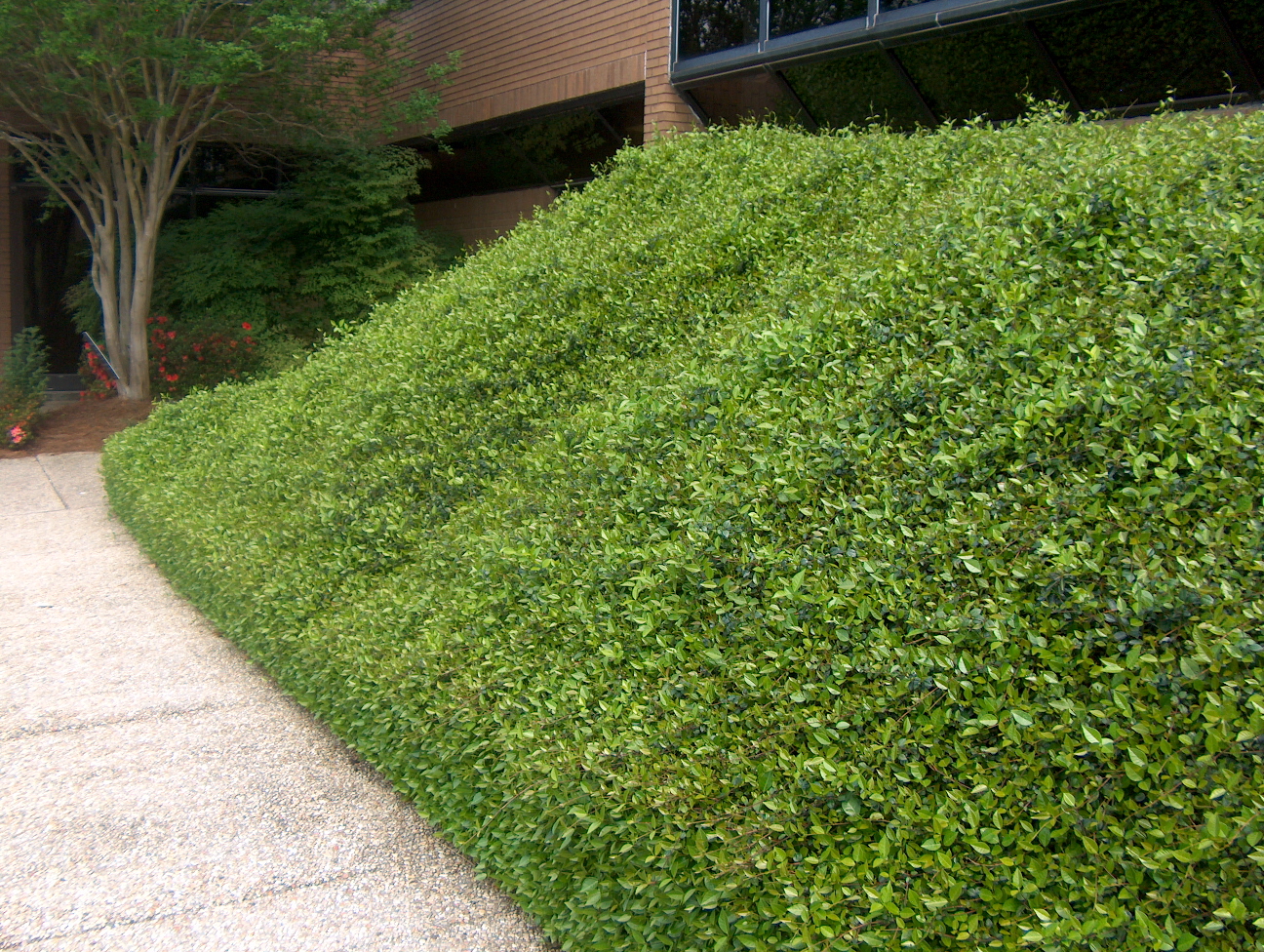 Planting On Slopes Ground Covers Jacksonville Lawn Care